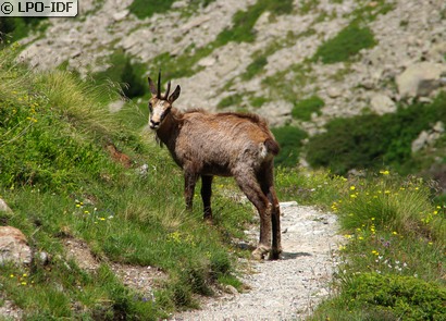 Chamois