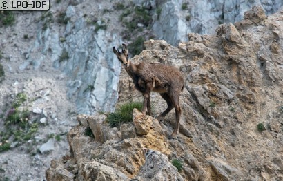 Chamois