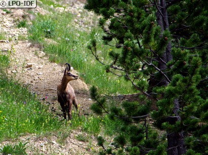 Chamois