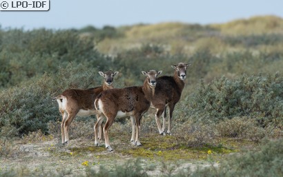 Mouflon corse