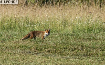 Renard roux