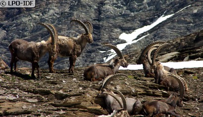 Bouquetin des Alpes