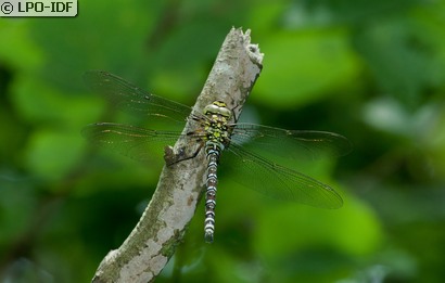 Aeschne bleue