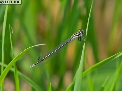 Agrion de Mercure