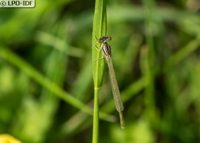 Agrion mignon