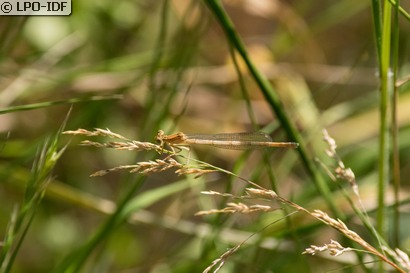 Agrion orangé