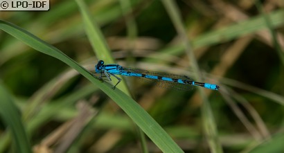 Agrion porte-coupe