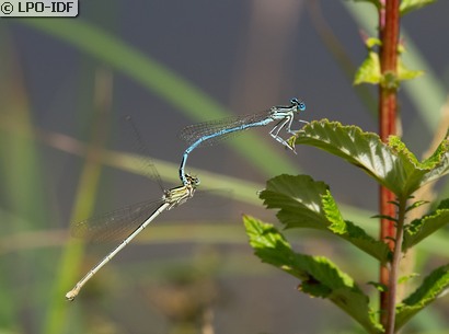 Agrion à larges pattes