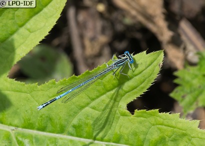 Agrion à larges pattes