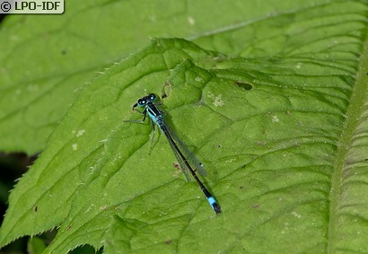 Agrion élégant