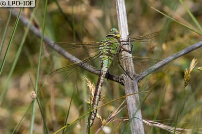 Anax empereur