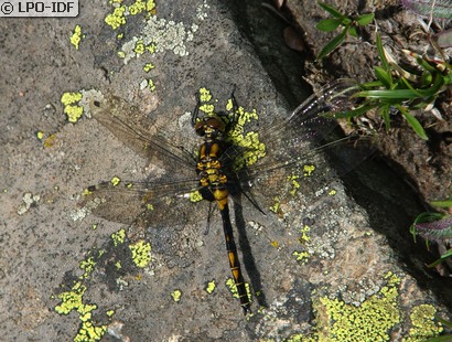 Leucorrhine douteuse