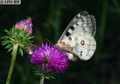 Apollon