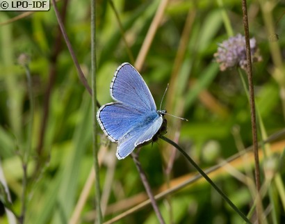 Azuré bleu céleste