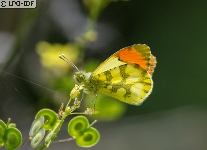 Aurore de Provence