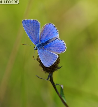 Argus bleu