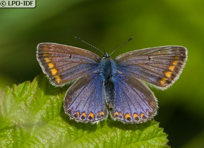 Argus bleu
