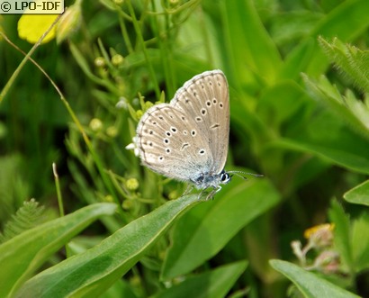 Azuré des mouillères
