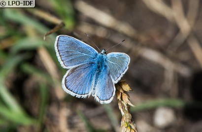 Azuré du mélilot