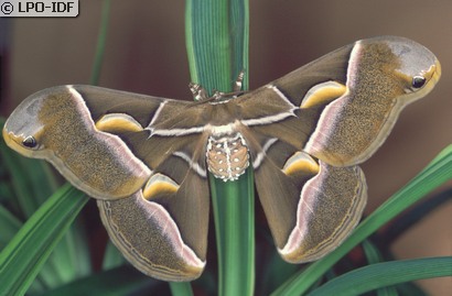 Bombyx de l'ailante