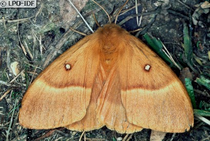 Bombyx du chêne