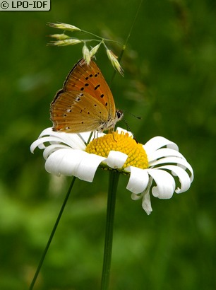 Cuivré de la verge-d'or