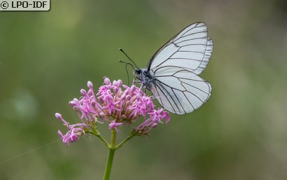Gazé