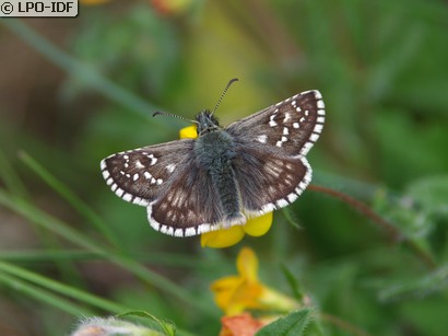 Hespérie de la malope