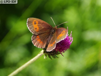 Moiré sylvicole