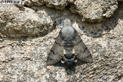 Moro sphinx