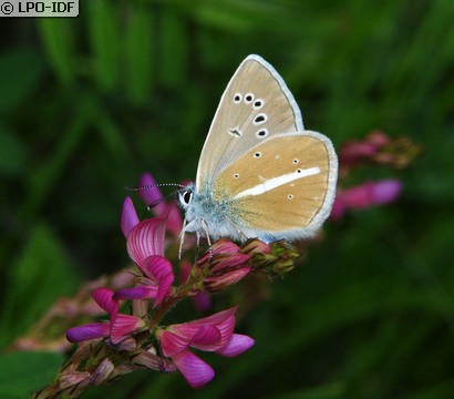 Sablé du sainfoin