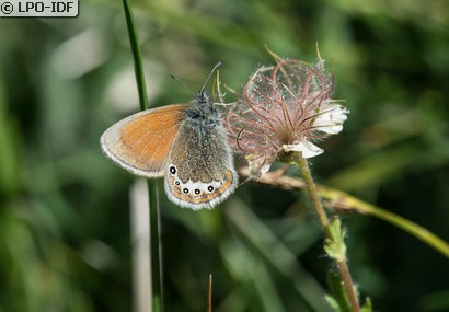 Satyrion