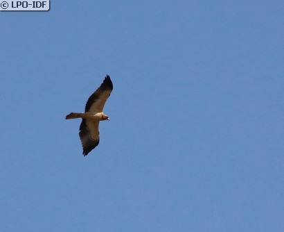 Aigle botté