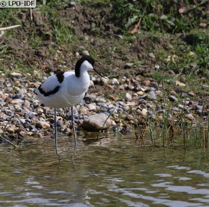 Avocette élégante
