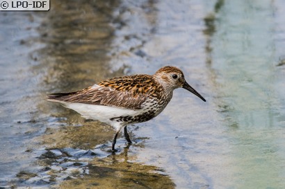 Bécasseau variable