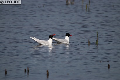 Mouette mélanocéphale