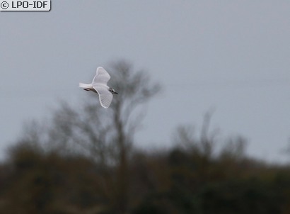 Mouette pygmée