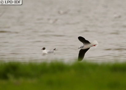 Mouette pygmée