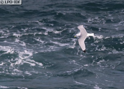 Mouette tridactyle