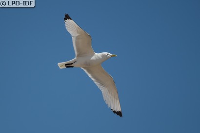 Mouette tridactyle