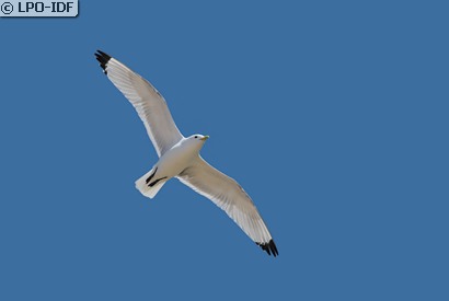 Mouette tridactyle