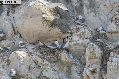 Mouette tridactyle