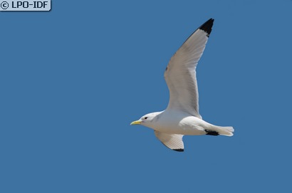 Mouette tridactyle