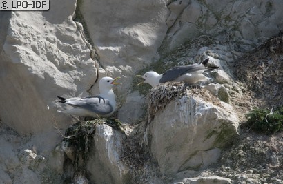 Mouette tridactyle
