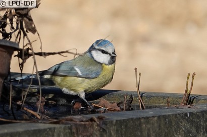 Mésange bleue