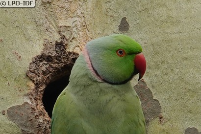 Perruche à collier