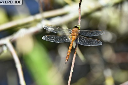 Aeschne isocèle