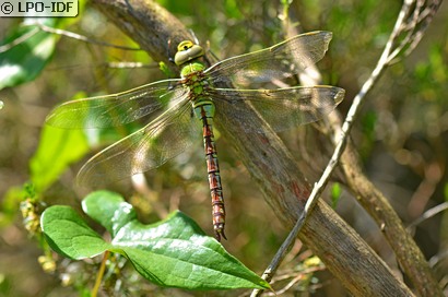 Anax empereur