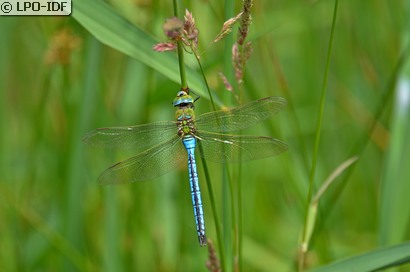 Anax empereur
