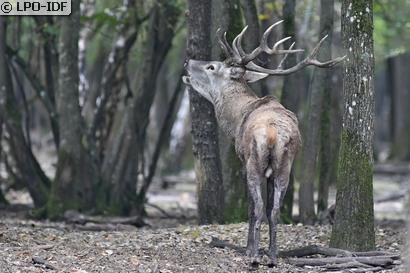 Cerf élaphe